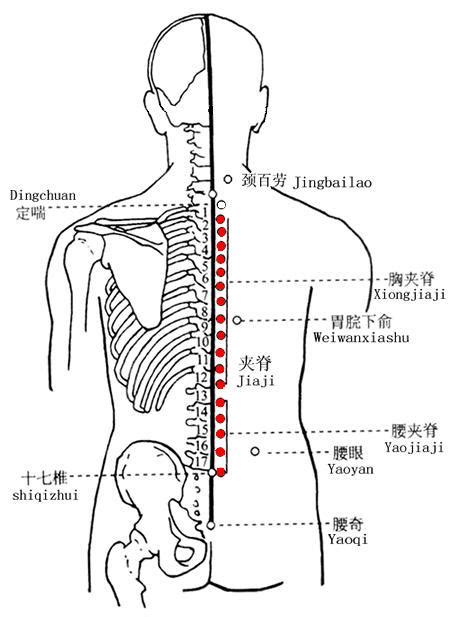 背穴|夾脊穴位置 